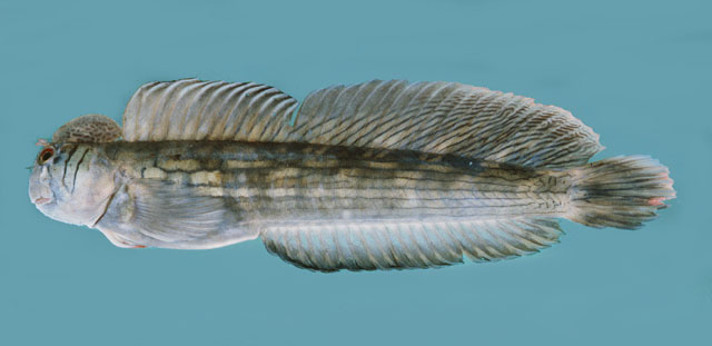(Istiblennius Whitley, 1943) Род ИСТИБЛЕННИУСЫ 14 видов